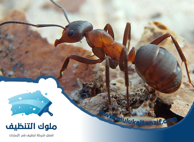 شركة مكافحة الرمة في الفجيرة