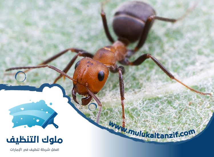 شركة مكافحة الرمة في الفجيرة