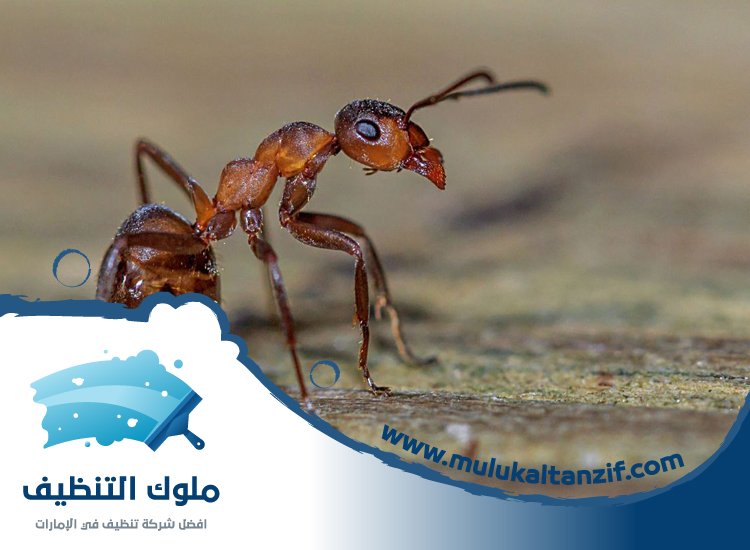 شركة مكافحة الرمة في الفجيرة