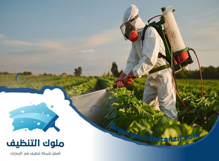 شركة مكافحة حشرات في الحلاة