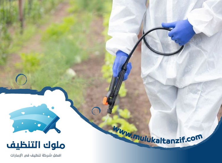 شركة مكافحة حشرات في مسافي الفجيرة