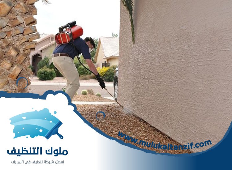 شركة مكافحة حشرات في أم سقيم