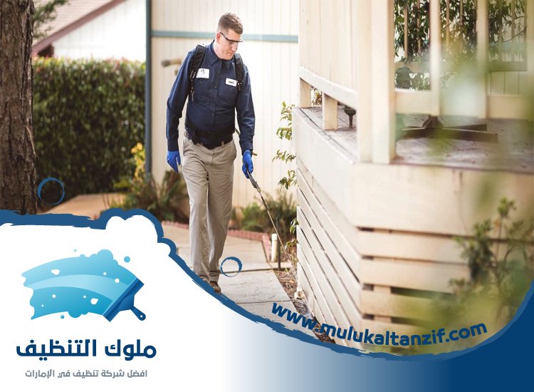 شركة مكافحة حشرات في ديرة