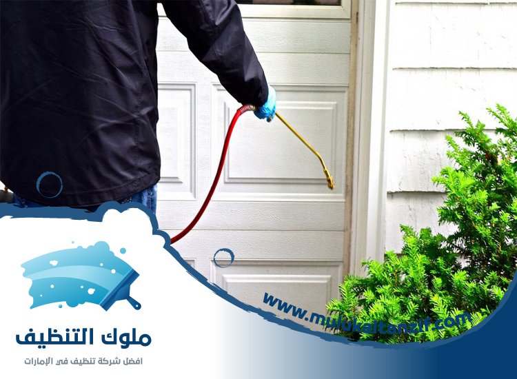شركة مكافحة حشرات في زعبيل