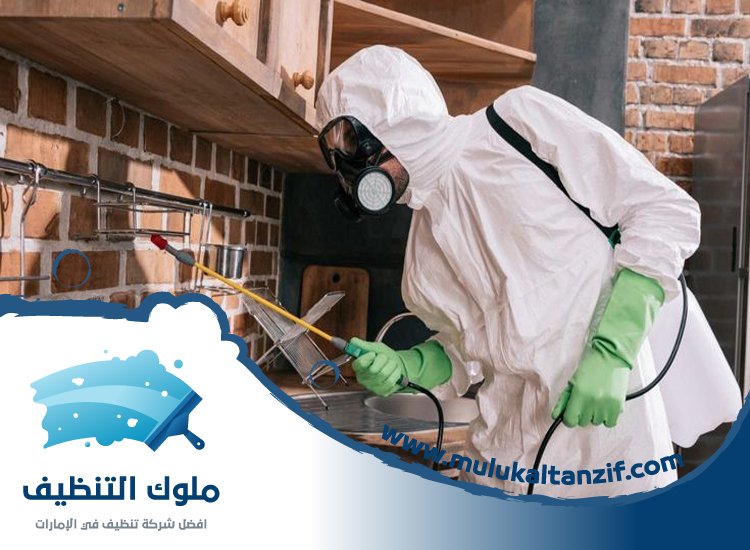 شركة مكافحة حشرات في الراشدية