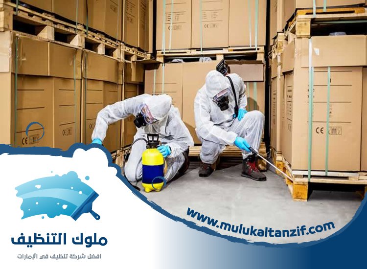 شركة مكافحة حشرات في الراشدية