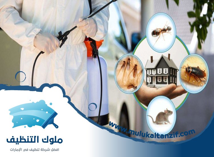 شركة مكافحة حشرات في السطوة