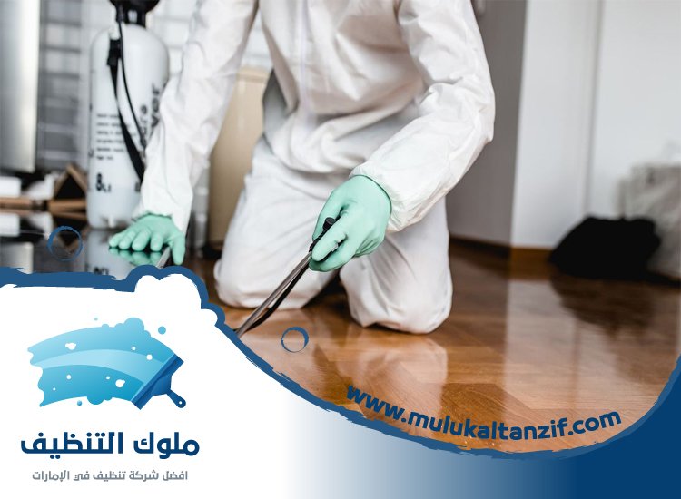 شركة مكافحة حشرات في الصفا