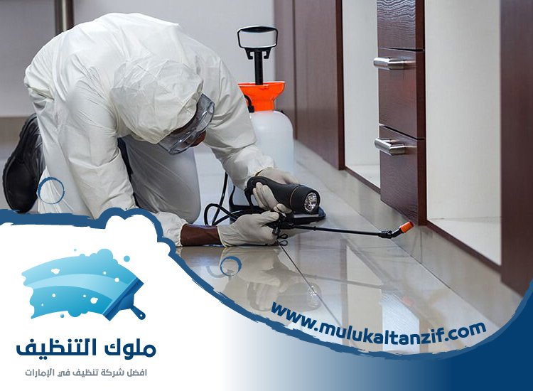 شركة مكافحة حشرات في الغرفة