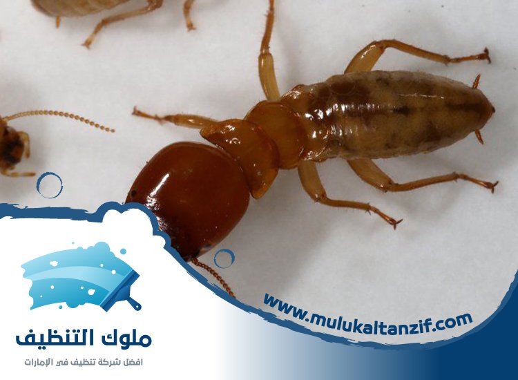 شركة مكافحة الرمة في كلباء